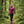 Bjork Zip 210 Damen