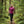 Bjork Zip 210 Women - Pink Montana - Fjork Merino