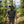 Cache cou réversible - Green Gstaad - Fjork Merino