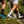 Chaussettes Fresh Cut - Pack de 3 paires